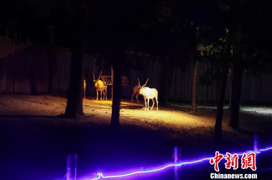 Shanghai: aberto ao público parque noturno de vida selvagem