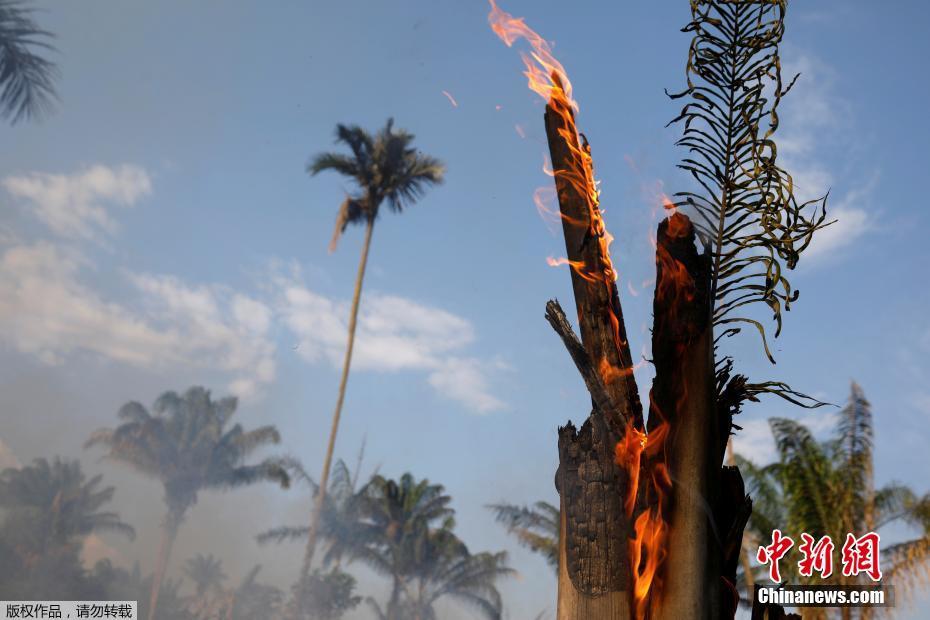 Onda de incêndios na Floresta Amazônica podem ser intencionais