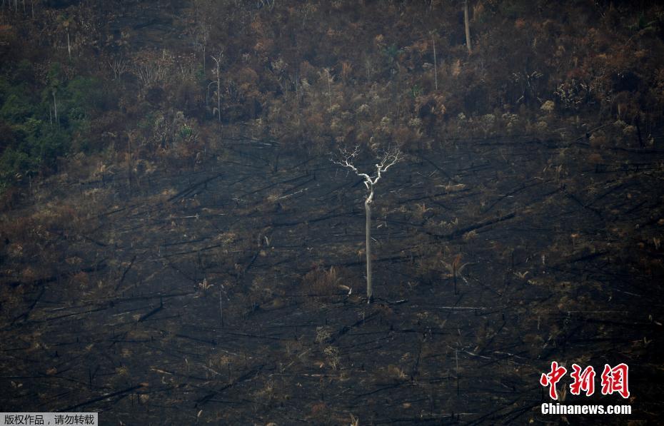 O governo brasileiro mobiliza o exército para ajudar a extinguir incêndios graves na Floresta Amazônica