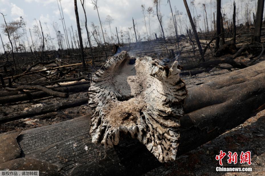 O governo brasileiro mobiliza o exército para ajudar a extinguir incêndios graves na Floresta Amazônica