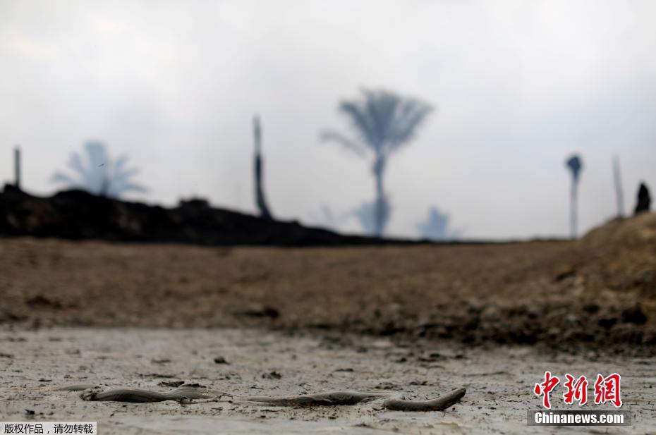 O governo brasileiro mobiliza o exército para ajudar a extinguir incêndios graves na Floresta Amazônica