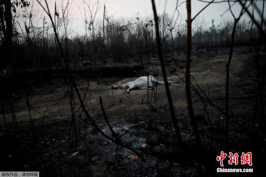 O governo brasileiro mobiliza o exército para ajudar a extinguir incêndios graves na Floresta Amazônica