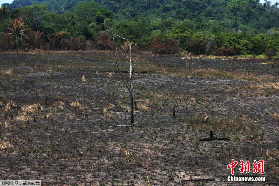 Fotos: Floresta amazônica após incêncio no estado do Pará