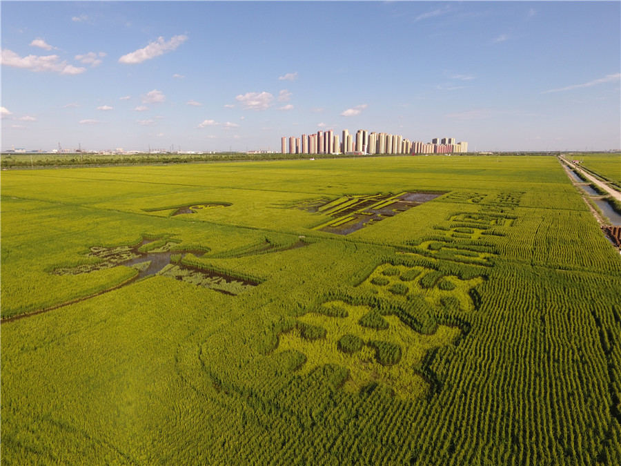 Agricultores celebram colheita e 70º aniversário da fundação da China