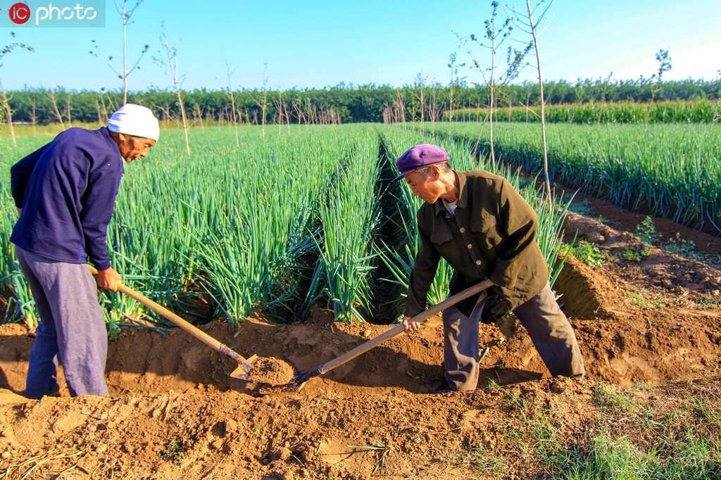 Produção anual de alimentos da China aumenta 5 vezes nos 70 anos