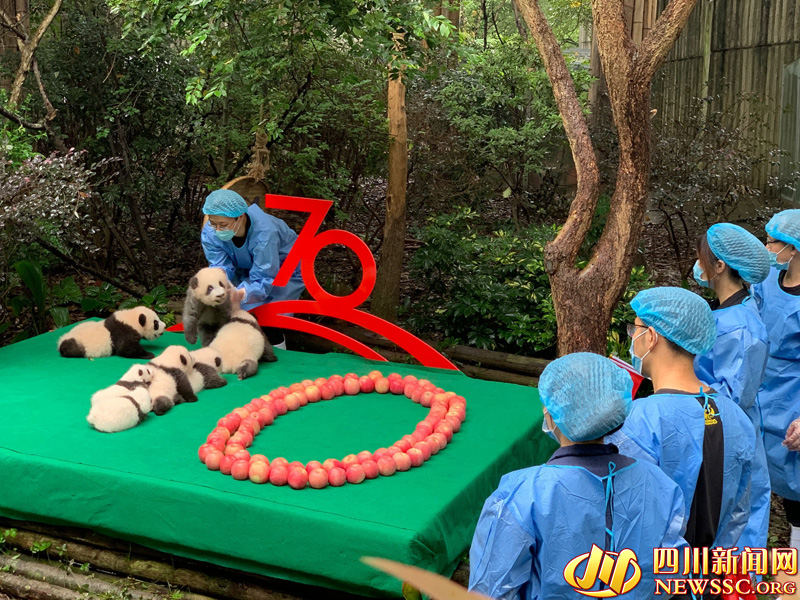 Chengdu: 7 filhotes de panda colocados em forma de “70” para celebrar 70º aniversário