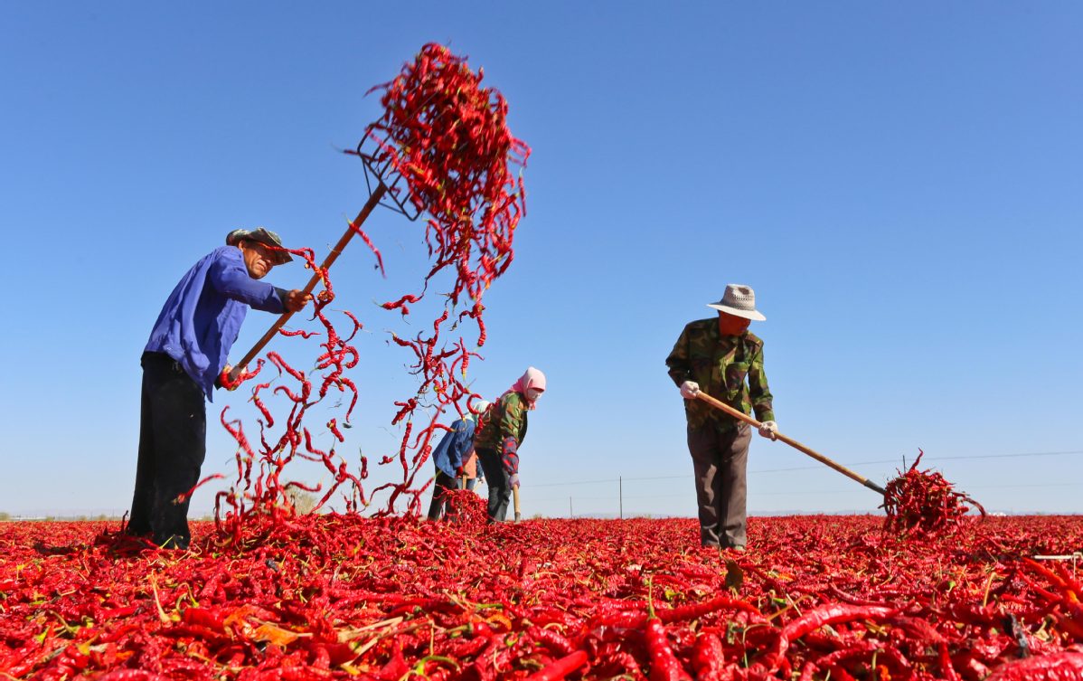  Agricultores chineses celebram ano de colheita com pimentas vermelha