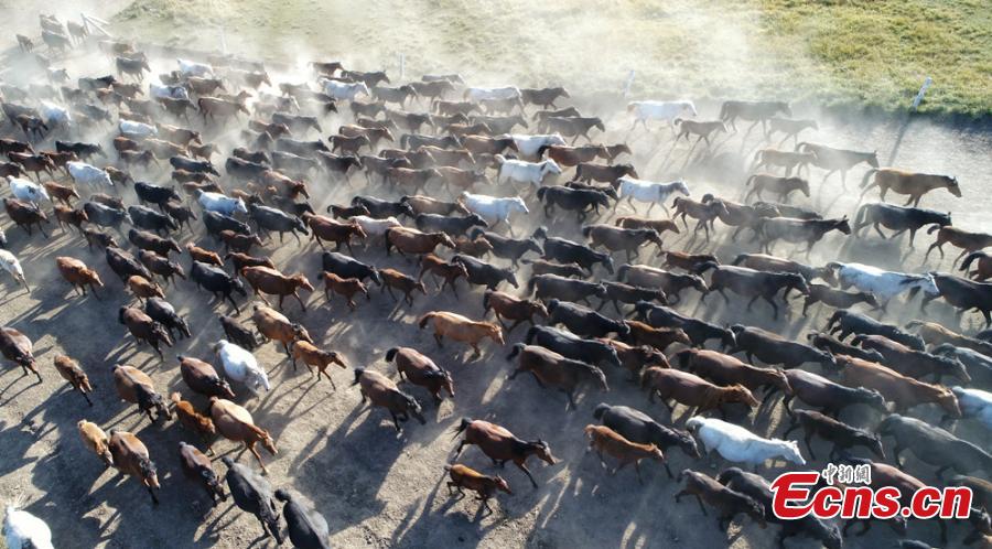 Gansu: Belas paisagens do rancho de cavalos Shandan de mil anos