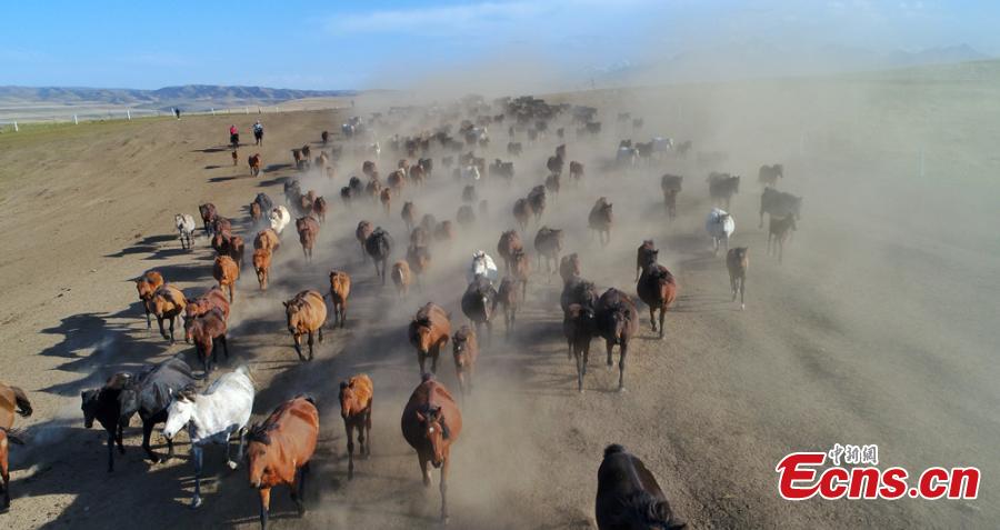 Gansu: Belas paisagens do rancho de cavalos Shandan de mil anos