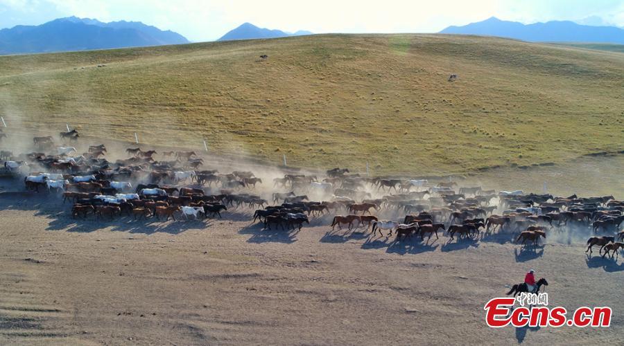 Gansu: Belas paisagens do rancho de cavalos Shandan de mil anos