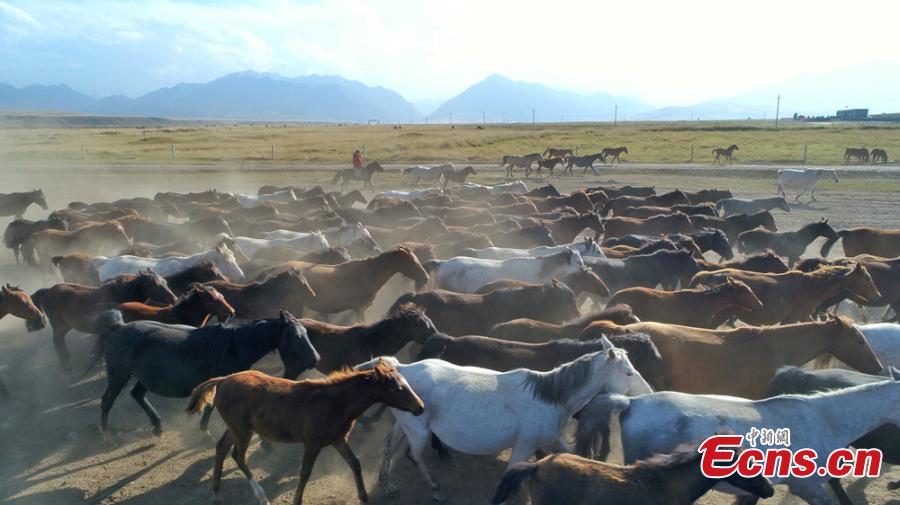 Gansu: Belas paisagens do rancho de cavalos Shandan de mil anos