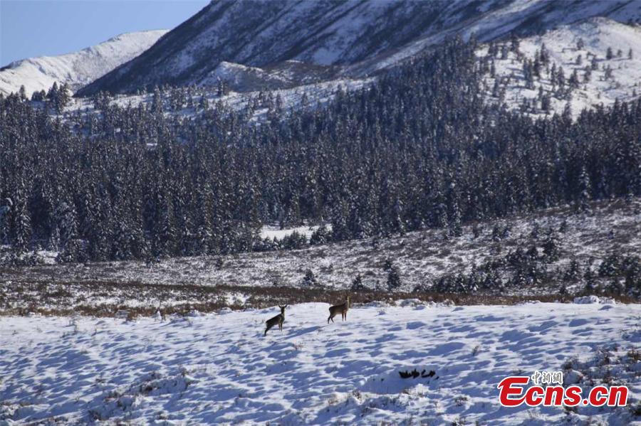 Guansu: neve chega na Fazenda de Cavalos Militar Shandan