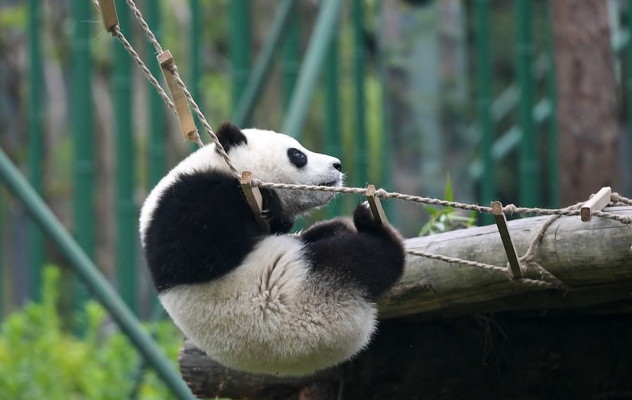 Número de pandas em cativeiro aumenta para 600 em todo o mundo