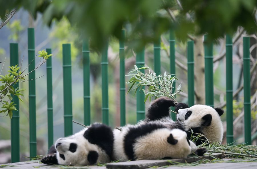 Número de pandas em cativeiro aumenta para 600 em todo o mundo