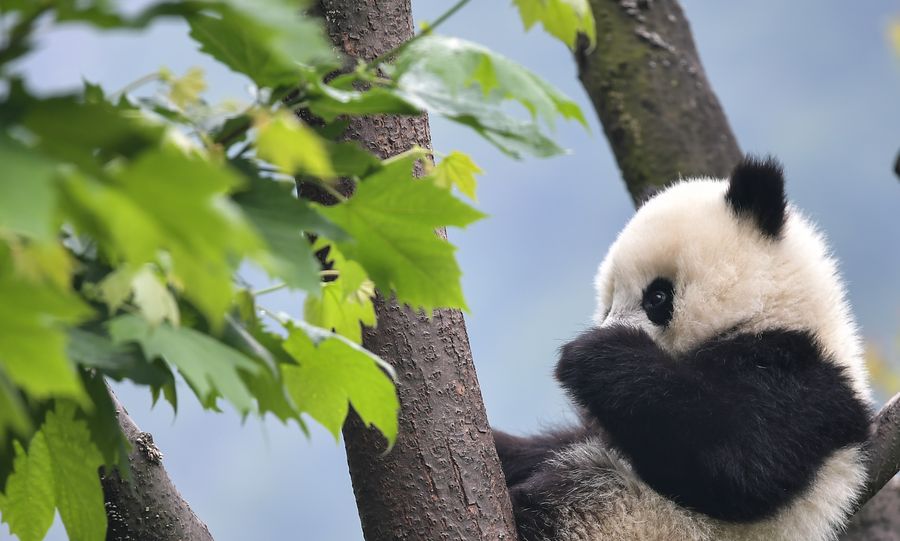 Número de pandas em cativeiro aumenta para 600 em todo o mundo