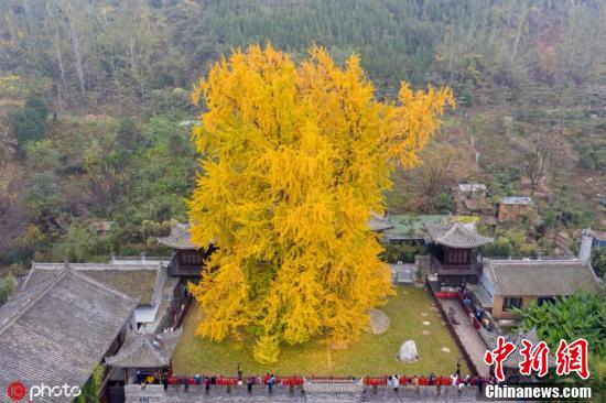 Xi’an: árvore ginko milenar vira celebridade mundial