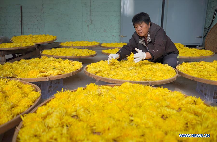 Indústria da plantação de crisântemo aumenta receita local em Hebei