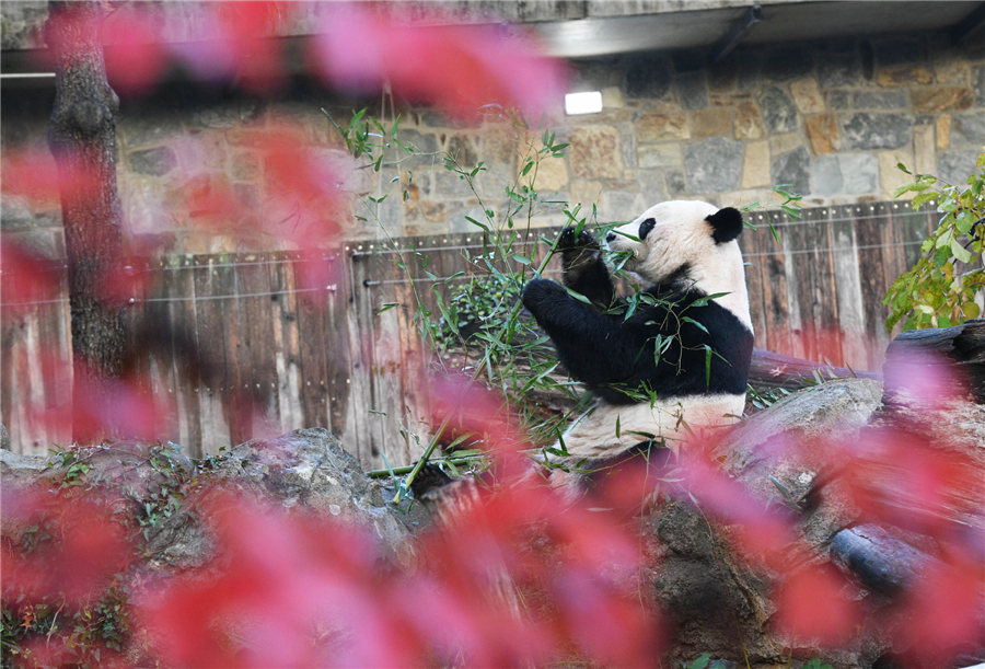 Panda Bei Bei regressa à China após 4 anos em Washington