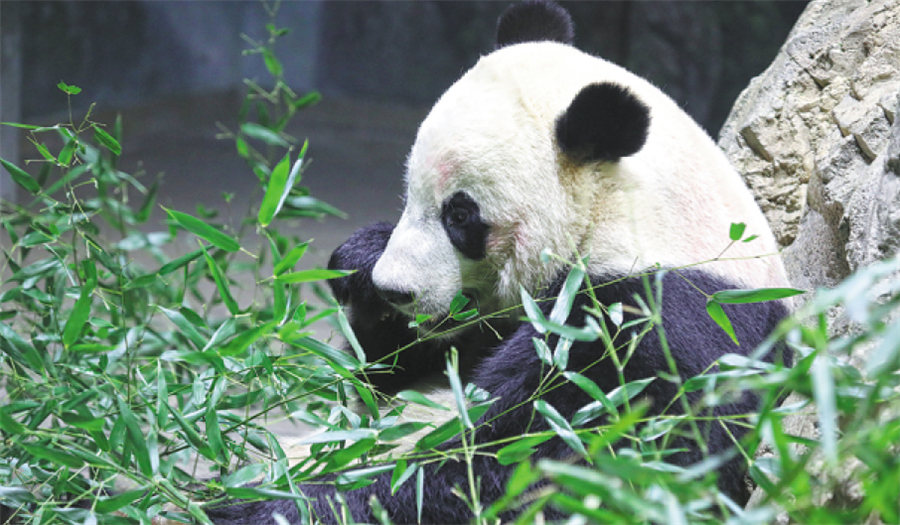 Panda Bei Bei regressa à China após 4 anos em Washington