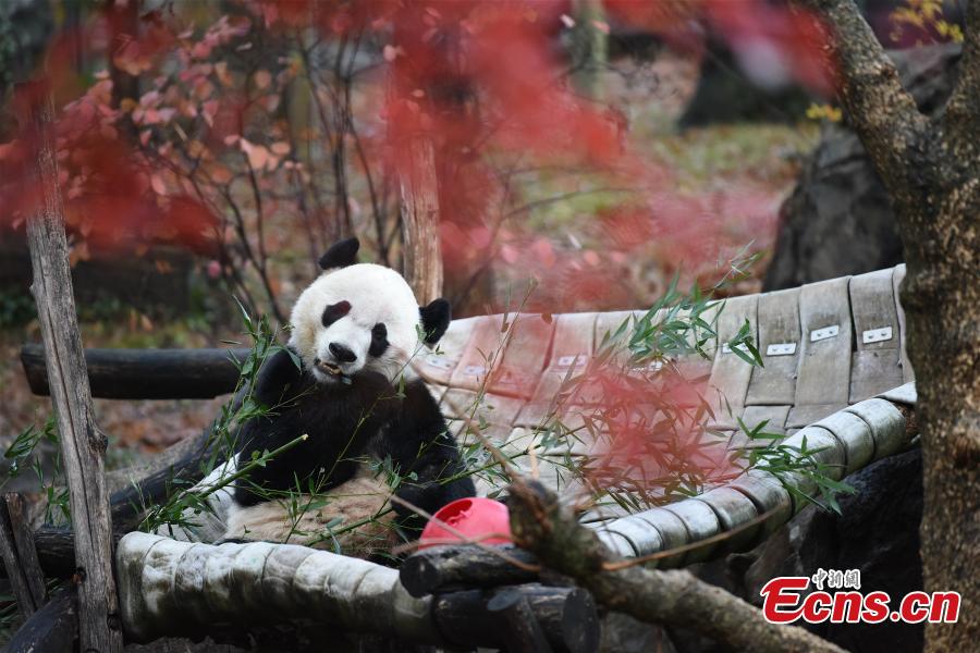 Panda Bei Bei regressa à China após 4 anos em Washington