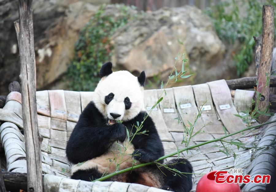 Panda Bei Bei regressa à China após 4 anos em Washington