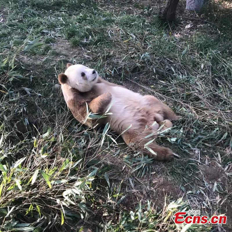 Adotado o único panda gigante marrom em cativeiro do mundo