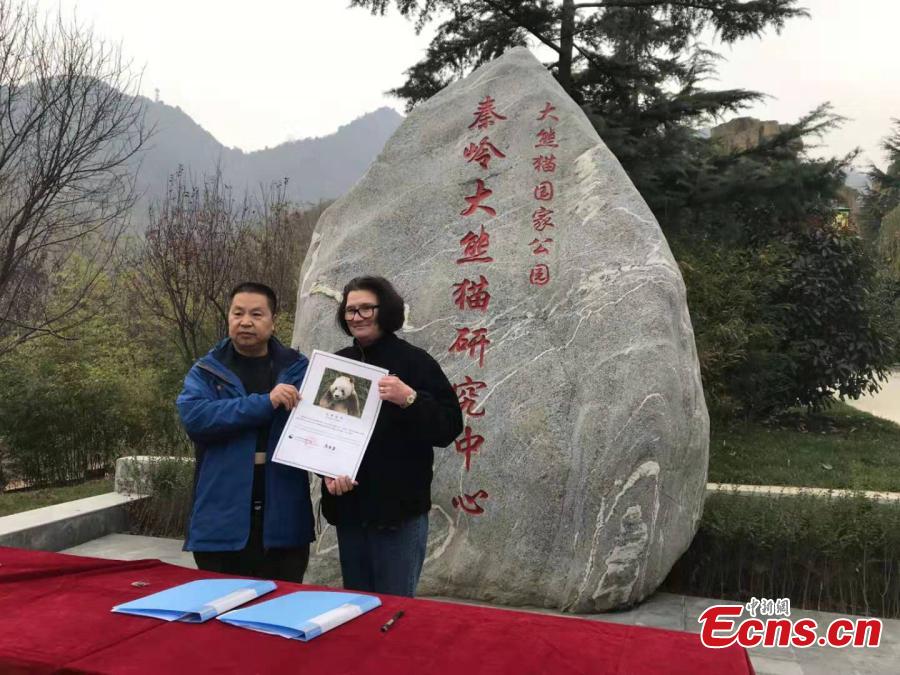 Adotado o único panda gigante marrom em cativeiro do mundo