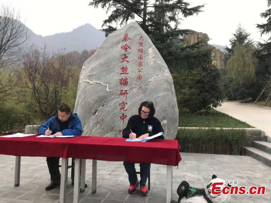 Adotado o único panda gigante marrom em cativeiro do mundo