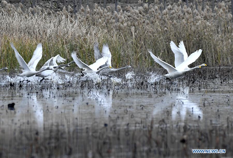 Paisagem da região de Longhu em Shandong