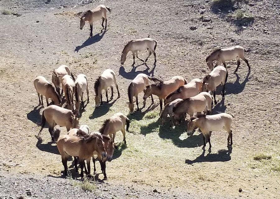 China tem mais de 600 cavalos-de-przewalski