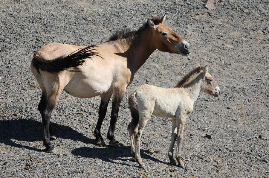 China tem mais de 600 cavalos-de-przewalski