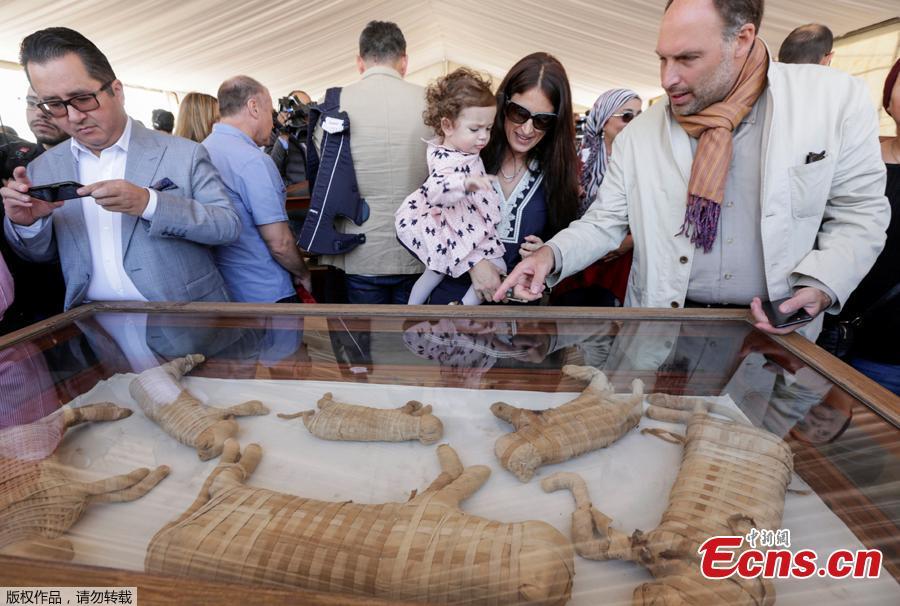 Egito: múmias de animais exibidas em Saqqara