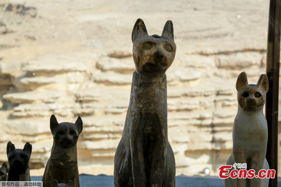 Egito: múmias de animais exibidas em Saqqara