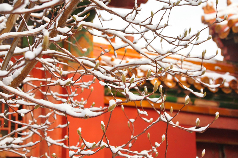 Galeria: Cidade proibida coberta de neve atrai visitantes