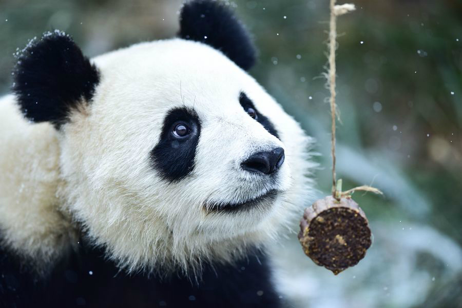 Pandas gigantes se adaptam bem ao seu primeiro inverno no platô de Qinghai