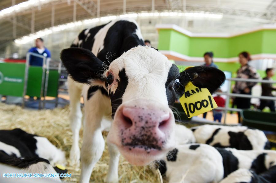 Associação chinesa de agricultura para laticínios divulga padrão de leite fresco