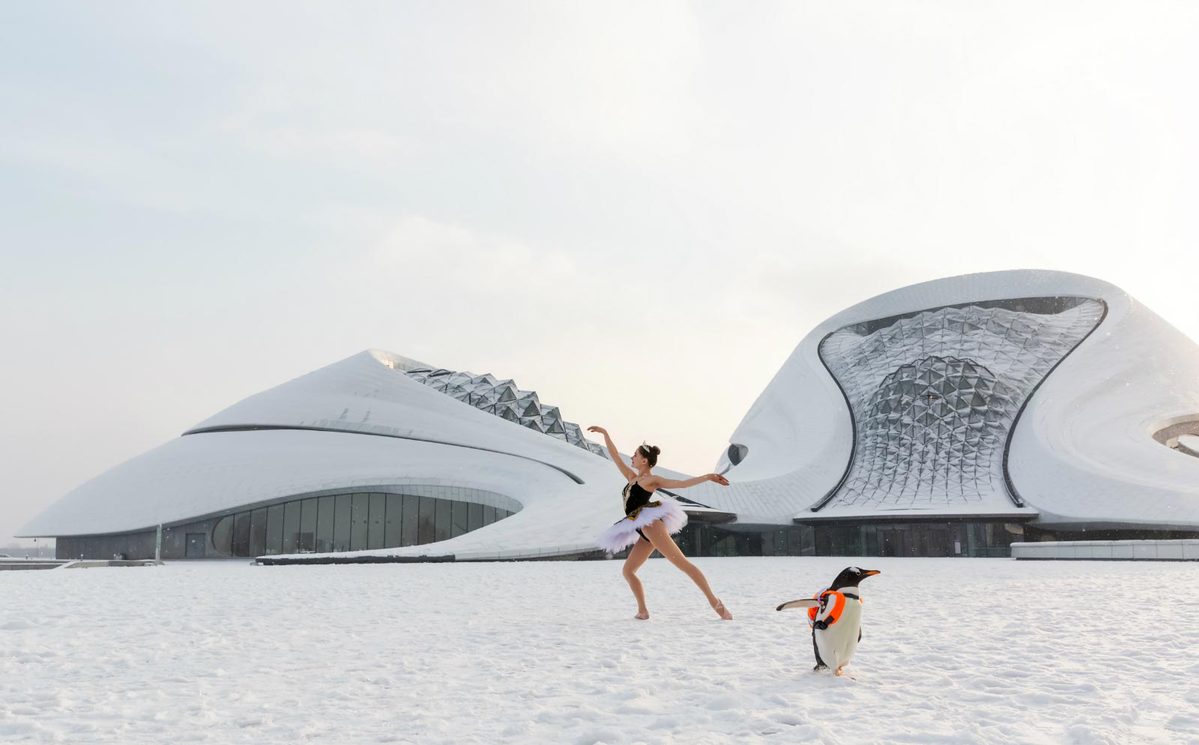 Pinguim dança com “cisne” russa no Grande Teatro de Harbin