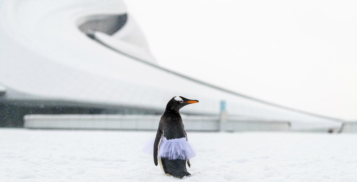 Pinguim dança com “cisne” russa no Grande Teatro de Harbin