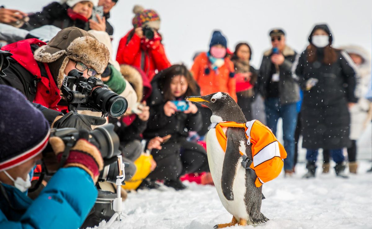 Pinguim dança com “cisne” russa no Grande Teatro de Harbin