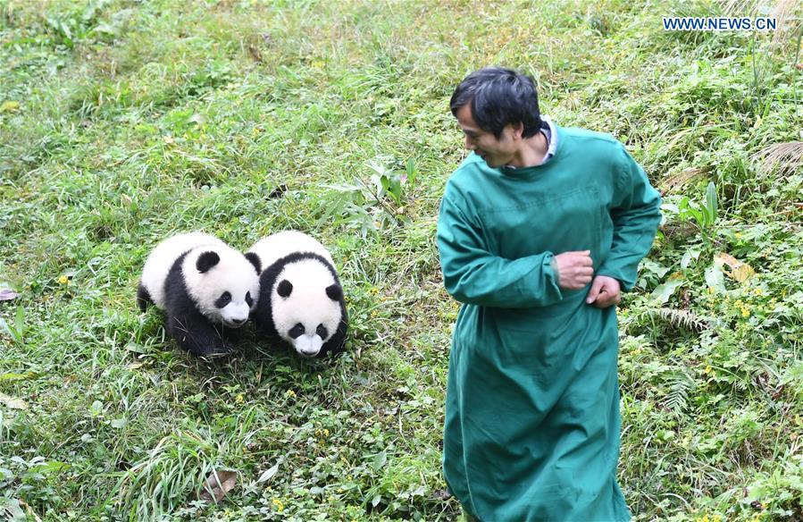 Chongqing: zoológico comemora meio ano de vida de quatro filhotes de panda 