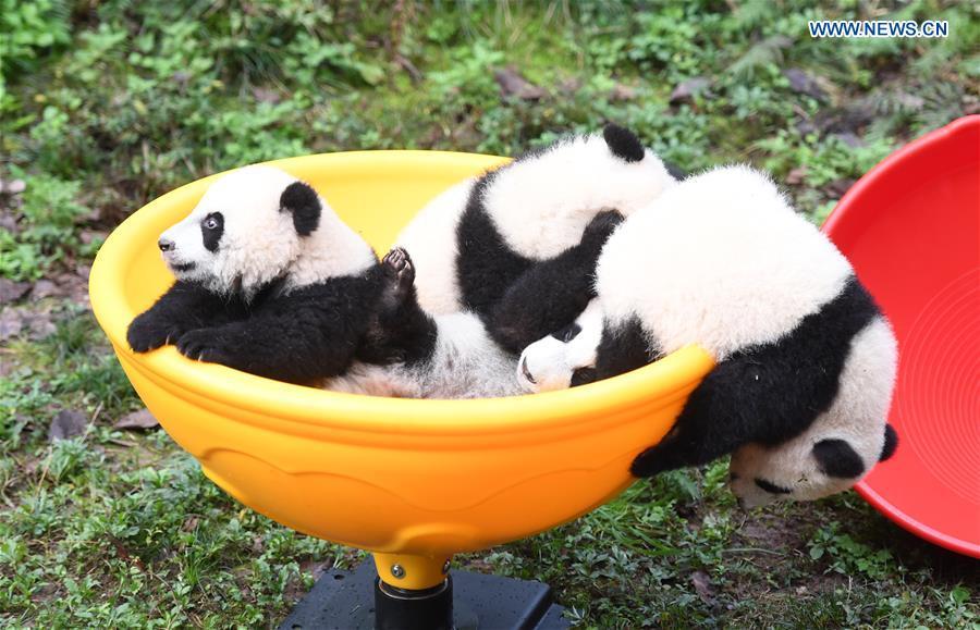 Chongqing: zoológico comemora meio ano de vida de quatro filhotes de panda 