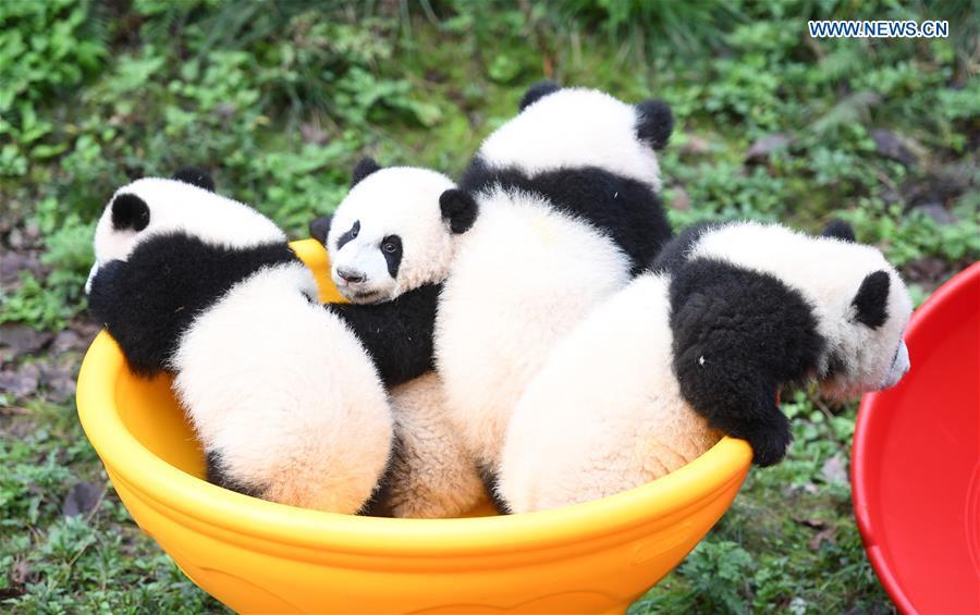 Chongqing: zoológico comemora meio ano de vida de quatro filhotes de panda 