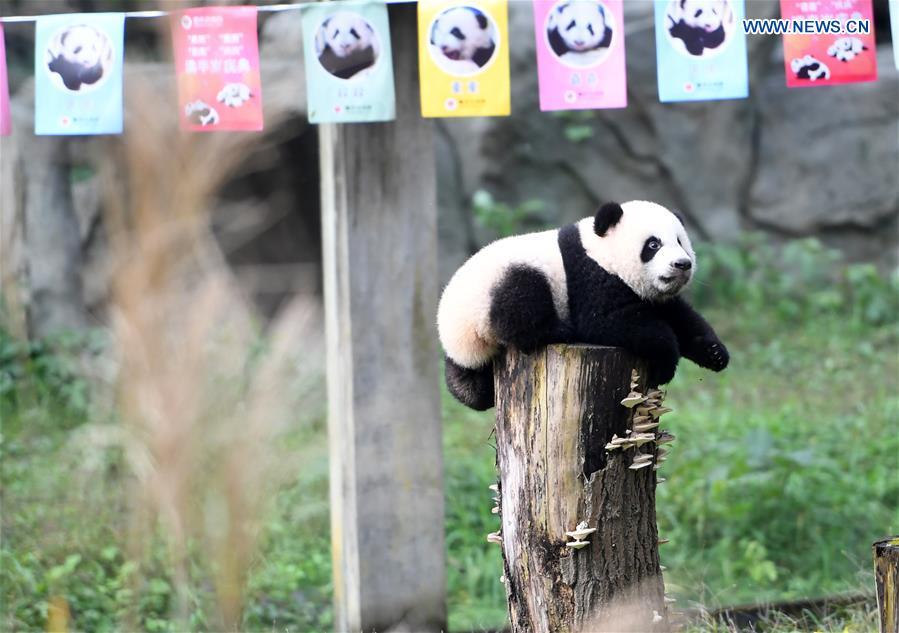 Chongqing: zoológico comemora meio ano de vida de quatro filhotes de panda 