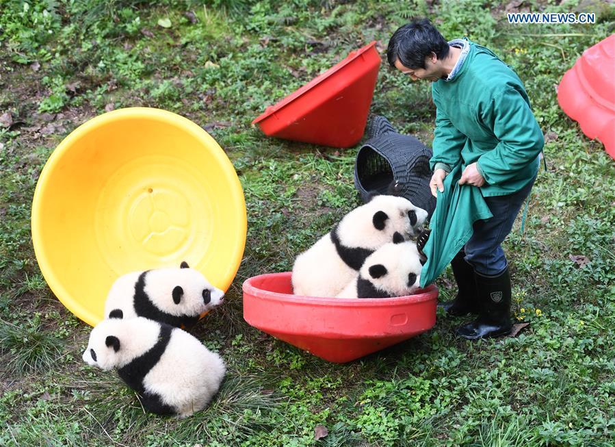 Chongqing: zoológico comemora meio ano de vida de quatro filhotes de panda 