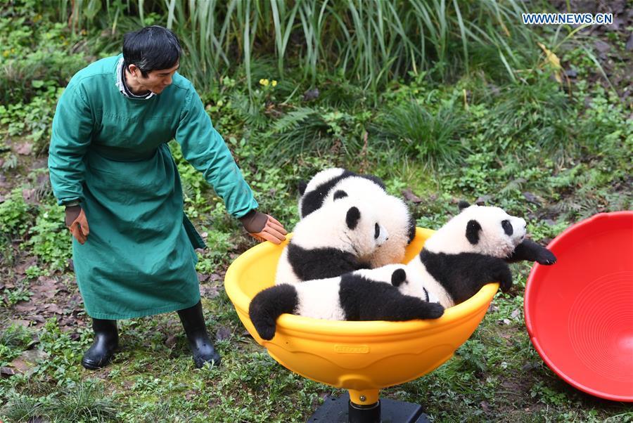 Chongqing: zoológico comemora meio ano de vida de quatro filhotes de panda 