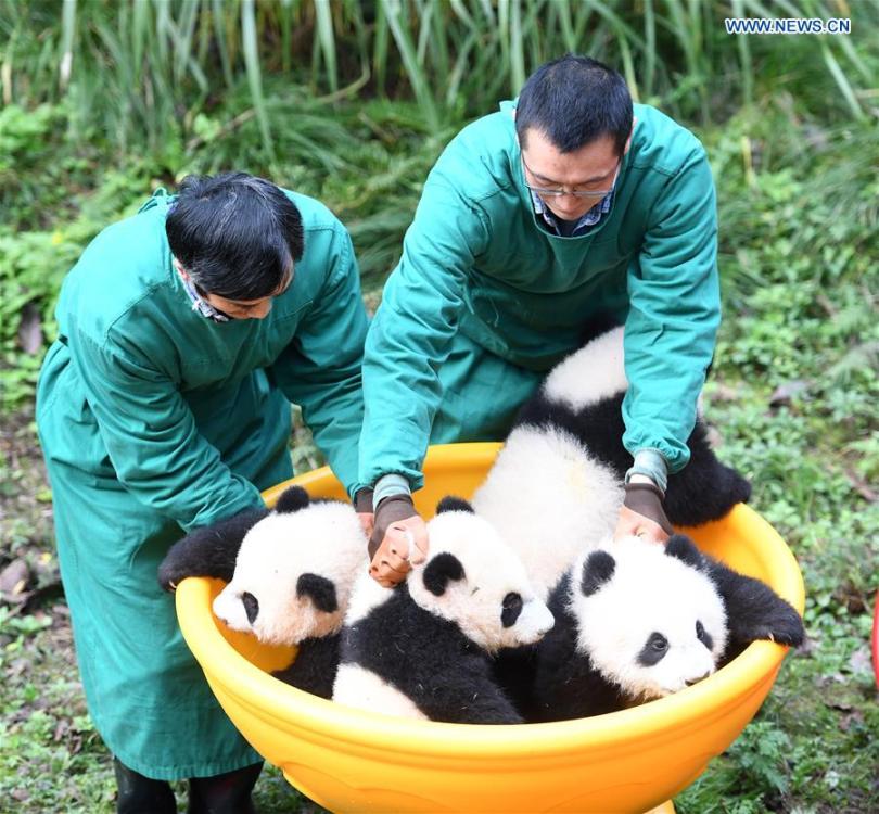 Chongqing: zoológico comemora meio ano de vida de quatro filhotes de panda 