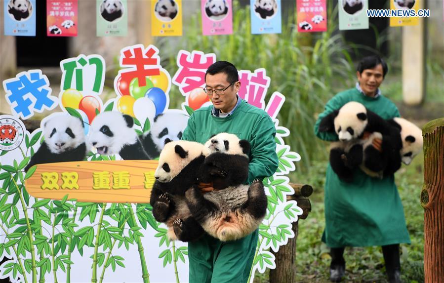 Chongqing: zoológico comemora meio ano de vida de quatro filhotes de panda 