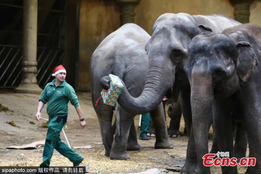 Elefantes de zoológico alemão recebem presentes de Natal