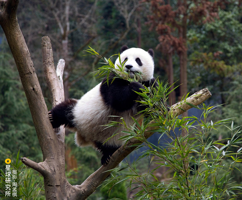 Galeria: imagens de marca de Chengdu