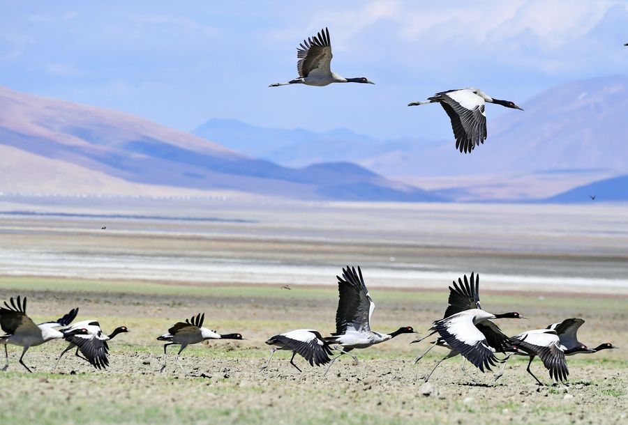 Tibet investe mais em proteção ecológica em 2019